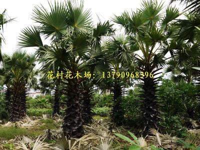 糖棕