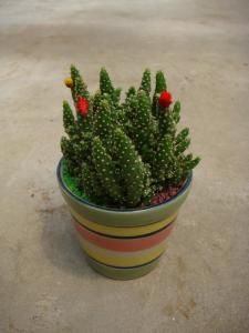 其它观叶植物