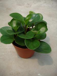 其它观叶植物
