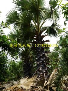 糖棕